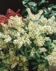 Pieris japonica 'Debutante', Japanische Lavendelheide, Produktbild-Vorschau 13