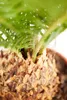 Dehner Sagopalmfarn, Cycas revoluta, Urpflanze, 55-60 cm, Ø Produktbild-Vorschau 3