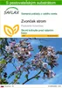 SAFLAX - zvonček strom - Paulownia tomentosa - 200 Semená - Náhľad obrázku produktu 1