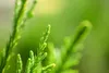 Juniperus pfitzeriana 'Mint Julep', Wacholder, grün, 15–20 Produktbild-Vorschau 8