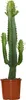 Bloomique - Euphorbia Acrurensis - Wilczy Mniszek - Kaktus Podgląd zdjęcia produktu 1