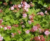 Stauden Gänge 10 x Geranium macrorrhizum 'Ingwersen's Produktbild-Vorschau 6