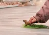 Capibara Anteprima dell’immagine prodotto 6