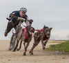 Non-stop dogwear Fahrrad-Führhalter KlickFix Antenna Produktbild-Vorschau 5