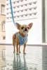 Curli Basic Geschirr Air-Mesh skyblue, Größe: S / Gewicht: Produktbild-Vorschau 7