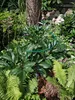 Support pour plantes vivaces hauteur 70 cm - support pour Voir les images du produit 8