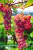 Weinrebe Swenson Red, rosa, 2L Topf, frost- & Produktbild-Vorschau 4