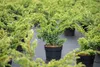 Chinesischer Wacholder Blue Alps 15-20 cm, im Topf - Produktbild-Vorschau 3