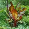 GreenboutiQ - Obstpflanze - Bananenpflanze - Ensete Produktbild-Vorschau 4