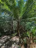 Palmfarn (Cycas glauca) - 1 zaadje, al ontkiemd Productafbeelding-voorbeeld 3
