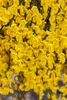Cytisus scoparius 'Vanesse', Besenginster, rosa Blüten, Produktbild-Vorschau 2