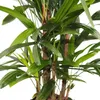 Rhapis excelsa - palma bambusowa - doniczka 21 cm - Podgląd zdjęcia produktu 3