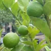 Bakker.com - Echte Limette, Der topf / Ø 9cm / Lieferhöhe Produktbild-Vorschau 1