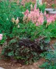 Purpurglöckchen Palace Purple, im Topf - Heuchera Produktbild-Vorschau 5