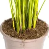 Goldfruchtpalme - Dypsis lutescens - Areca - Solitärpflanze Produktbild-Vorschau 5
