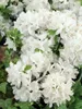 Rhododendron obtusum 'Kermesina Alba', weiß, 20–25 cm Produktbild-Vorschau 7