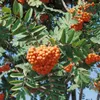 Sorbus aucuparia, Vogelbeere, 150–200 cm, robust und Produktbild-Vorschau 5