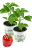 Enseleits 2x Roter Paprika, Paprika Pflanze im 2er Set,2 Produktbild-Vorschau 1