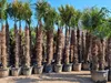 Palme Trachycarpus fortunei – Chinesische Hanfpalme, Höhe Produktbild-Vorschau 3
