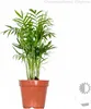 3x Tropische Palmenmischung – Dypsis-Chamaedorea-Yucca – Produktbild-Vorschau 3