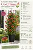Lonicera heckrottii Goldflame 60–80 cm – Duftendes Produktbild-Vorschau 2