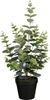 Kunstpflanze Eukalyptus - H53 cm - grun - Kunststoff - Produktbild-Vorschau 5