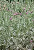 Onopordum acanthium, Eselsdistel, silbrig-grau, ca. 11x11 Produktbild-Vorschau 2