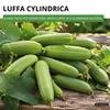 Schwammgurke Luffa Samen - Luffa cylindrica - Gurkesamen - Produktbild-Vorschau 2