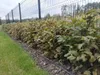 Hainbuche/ Hainbuchenhecke/ Buche/ Weißbuche (Carpinus Produktbild-Vorschau 4