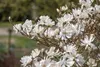 Magnolia stellata 'Royal Star', Sternmagnolie, weiß, 80–100 Produktbild-Vorschau 7