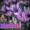 GardenTaurus® 30 Stück Blumenzwiebeln Safrankrokus, Crocus Produktbild-Vorschau 4