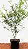 Acer palmatum 'Seiryu', Japanischer Ahorn, filigran, 60–80 Produktbild-Vorschau 9