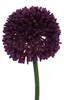 GASPER Zierlauch - Allium Violett Blütendurchmesser 6 cm - Produktbild-Vorschau 2