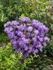 Zwerg-Rhododendron 25-30 cm, im Topf - Rhododendron Produktbild-Vorschau 13