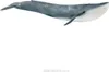Schleich Wild Life - 14806 Blauwal, ab 3 Jahre Produktbild-Vorschau 6