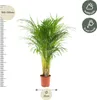 Goldfruchtpalme Areca – Zimmerpflanze Ø21cm – 110cm hoch – Produktbild-Vorschau 10