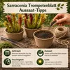 Pflanzensamen, Sarracenia-Trompetenblatt Produktbild-Vorschau 5