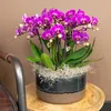 Kolibri Orchids Lila Phalaenopsis Orchidee Morelia Produktbild-Vorschau 5