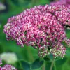 Bloomique - 3er Set - Sedum Herbstfreude - Fetthenne - Produktbild-Vorschau 3