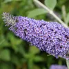 2 x  letný buddleja  - Buddleja 'Lochinch'  | 40-60 cm v Náhľad obrázku produktu 1