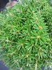 Abies koreana Doni Tajuso - Zwerg-Koreatanne - Hochstamm - Produktbild-Vorschau 4