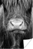 MuchoWow® Poster Schottischer Highlander - Haare - Tiere Produktbild-Vorschau 1