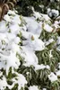 Rhododendron Hybride Graziella 30-40 cm, im Topf, immergrün Produktbild-Vorschau 2