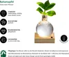 Dehner Waterplant Balsamapfel, Clusia rosea Princess, Produktbild-Vorschau 2