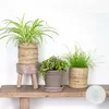3er-Mix Cyperus, Chlorophytum & Callisia, 15-25 cm, Topf 12 Produktbild-Vorschau 1