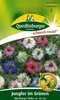Quedlinburger Saatgut - Jungfer im Grünen Mischung - Samen Produktbild-Vorschau 1