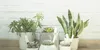 TECHPUNT Xiaomi Mi Flower Care Plant Sensor Produktbild-Vorschau 3