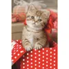 A kitten sits in a red and white polka dot box with a red bow. Náhľad obrázku produktu