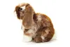 A plush toy rabbit sitting on a white background. Anteprima dell’immagine prodotto