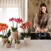 Kolibri Orchids | rote  Schmetterlings-Orchidee - Kongo - Produktbild-Vorschau 11